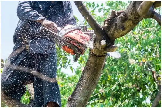 tree services New Glarus